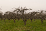 Fototapeta Na ścianę - Wide shot of nacked orchard trees