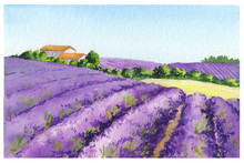 Lavender Field With Rural House In Provence, France. Watercolor