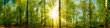 Wald Panorama mit goldenen Sonnenschein