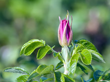 Wild Rose Bud , Green Background