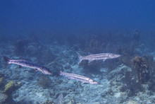 Baracuda In Coral Reef - Dry Tortugas National Park