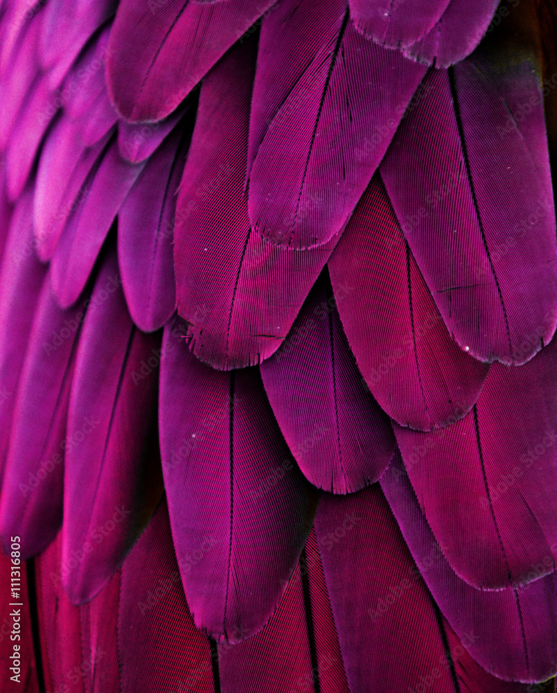 Pink and Purple Feathers - obrazy, fototapety, plakaty 