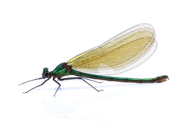Wall Mural - Male of Beautiful demoiselle (Calopteryx virgo) isolated on white
