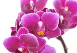 Fototapeta Storczyk - Orchid close-up