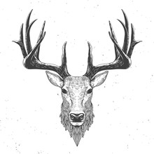 Deer Head On White