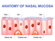 Nasal mucosa cells