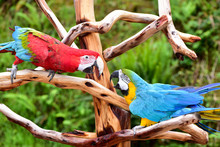 Two Macaw Parrots Playing In An Aviary