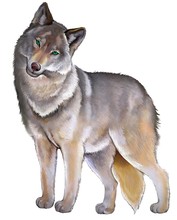 Illustration Of Cute Standing Gray Wolf On The White Background.
