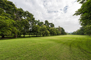 Wall Mural - Green grass field in city park