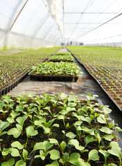 Poster - Young cabbage seedlings growing