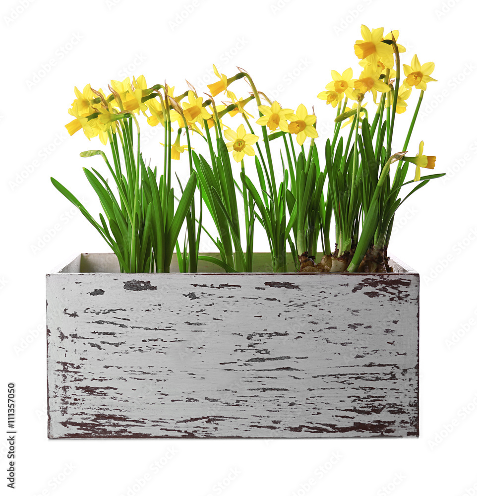 Beautiful narcissus in wooden crate isolated on white