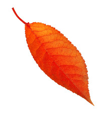 Wall Mural - Beautiful autumn leaf, isolated on white