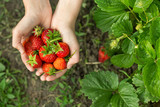 Fototapeta Psy - hands with fresh strawberries  in the garden