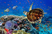 Colorful Coral Reef With Many Fishes And Sea Turtle