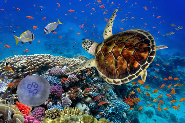  kolorowa rafa koralowa z wieloma rybami i żółwiem morskim