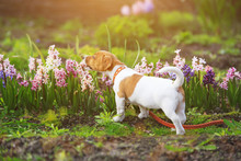 Puppy Jack Russell Is Eating Flowers.