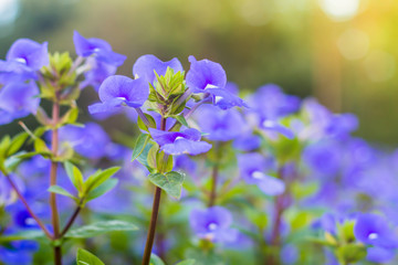 Wall Mural - Blue flower in garden, beautiful of blue flower with selective f