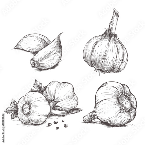 Fotomural Vector hand drawn set of garlic