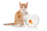 Fototapeta Koty - Cat and an aquarium with fish