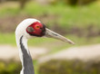 Close up head of a white naped crane