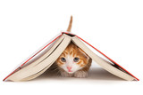 Fototapeta Koty - Cat and book
