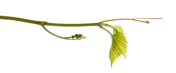 young vine grapes. isolated on white background