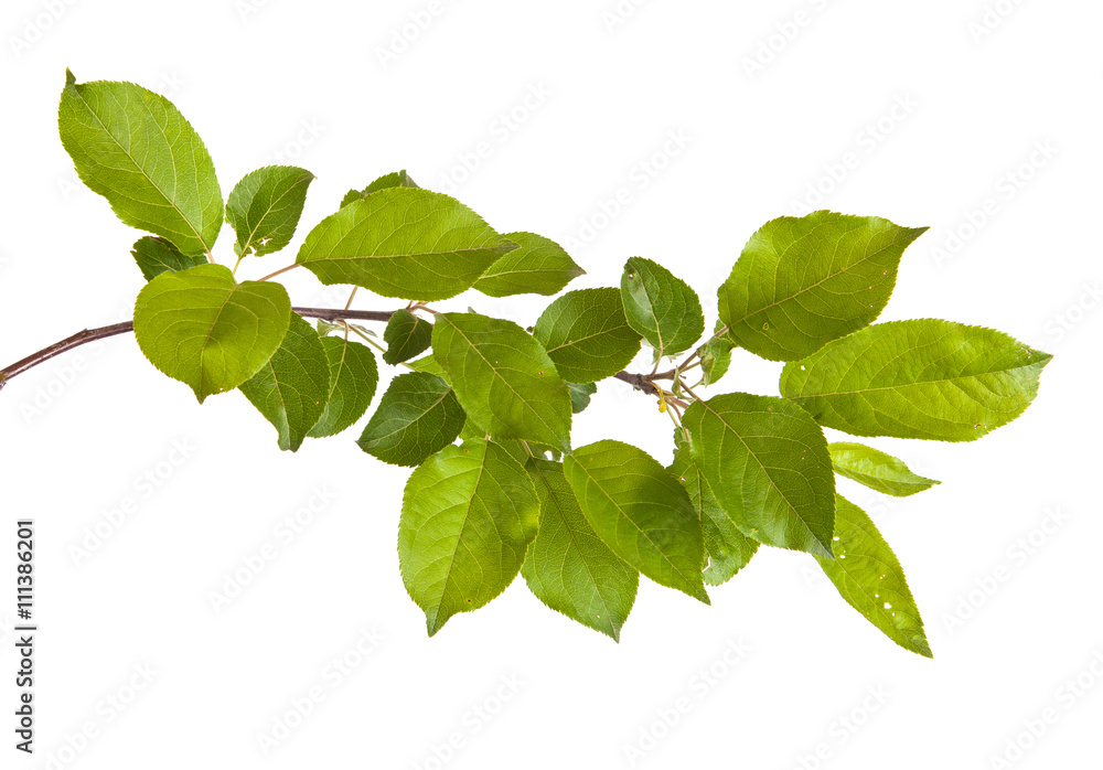 apple-tree branch with green leaves. Isolated on white backgroun - obrazy, fototapety, plakaty 