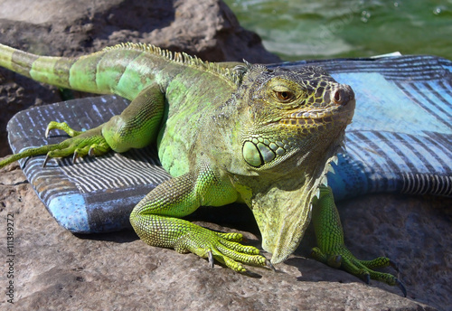 Fototapeta na szkło Młoda iguana samiec kłaść na podjeździe bierze wczesnego poranku słońce