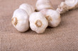 fresh garlic on jute sack