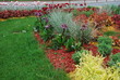 Bergenia cordifolia Purpurea blossom, Arrhenatherum bulbosum 'Variegatum', Molinia caerulea 'Variegata', tulips on the flowerbed, sprinkler with red dyed mulch. Ornamental plants for landscaping.