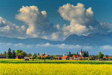 Canola Fields And Rural Landscape With High Mountains,Transylvania,Romania