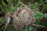 Fototapeta  - Bird's nest.