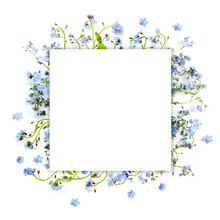 Forget-me-not Blue Forest Flowers - Nature Square Background