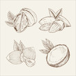 Vector set of nuts in woodcut style: coconut, almond, walnut.