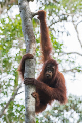 Wall Mural - Auburn orangutan caught his long arms to a tree and hanging (Indonesia, Borneo / Kalimantan)