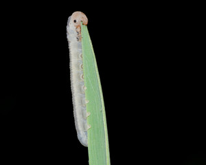 Poster - Caterpillar