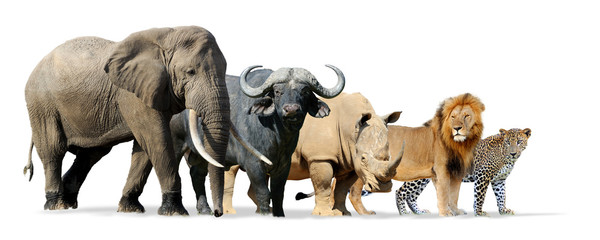 big five game isolated on white