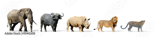 Fotomural Big five game isolated on white