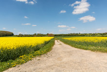 Cultivated Yellow Raps Field And Road In France