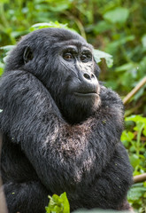 Canvas Print - Close up Portrait of a mountain gorilla at a short distance in natural habitat. The mountain gorilla (Gorilla beringei beringei)