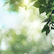© Dmytro Tolokonov - Beauty seasonal backgrounds with shallow focus and natural bokeh
