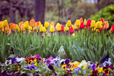Fototapeta Tulipany - Tulips flower bed