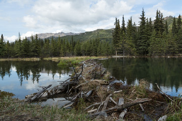 Sticker - Beaver Dam at Denali's Horseshoe Lake