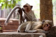 Monkey at Angkor site, Cambodia