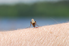 Mosquito Blood Sucking On Human Skin