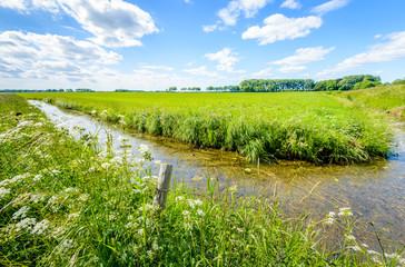 Flowering grass and wild plants on the edge of a ditch