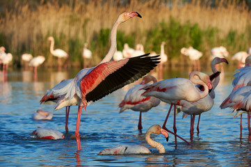 Poster - flamingos in flight