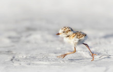 Snowy Plover (Charadrius Nivosus) Chick, Florida, America, USA