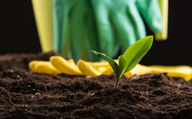 Sprout in ground