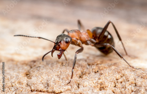 Zdjęcie XXL czerwona, drewniana mrówka biegnie na starym dzienniku